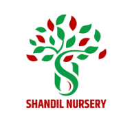 shandilnursery